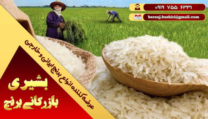 برنج ایرانی مجلسی | فروش بهترین برنج سفید شمال