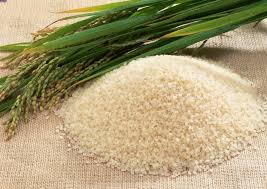 تولید برنج پرمحصول ایرانی